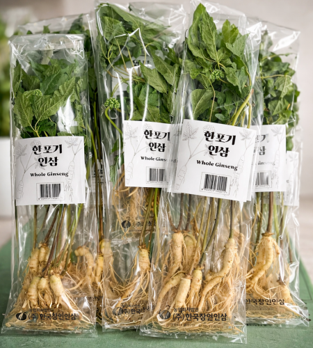 한포기 인삼 (1팩당 생인삼 1포기)